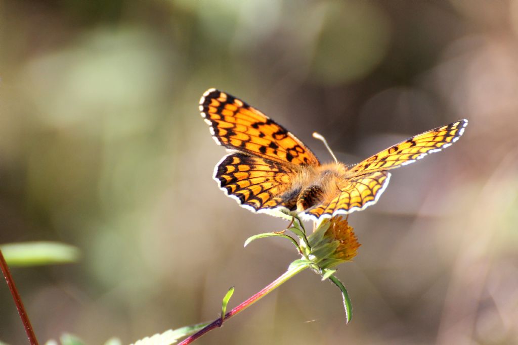 Melitaea phoebe? S